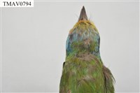 五色鳥藏品圖，第9張
